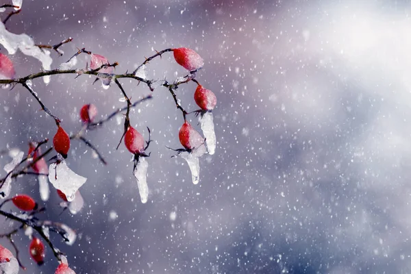 Frost covered rosehip in winter during snowfall on dark background. Iced red berries of rose hips on a bush