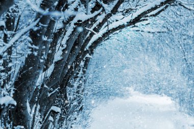 Winter in the forest. Snow covered trees in winter forest during snowfall. The road in the winter forest