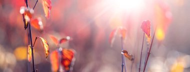 Autumn background with red leaves on tree branches in sunny weather
