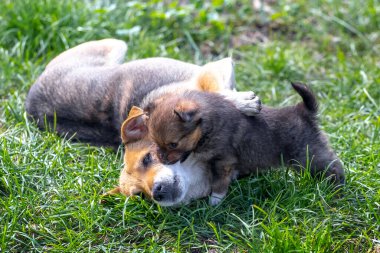Küçük bir köpek yavrusu çimlerin üzerinde annesinin yanında oynuyor.