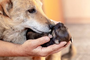 Bir kadın annesinin köpeğinin yanında bir köpek yavrusu tutuyor.