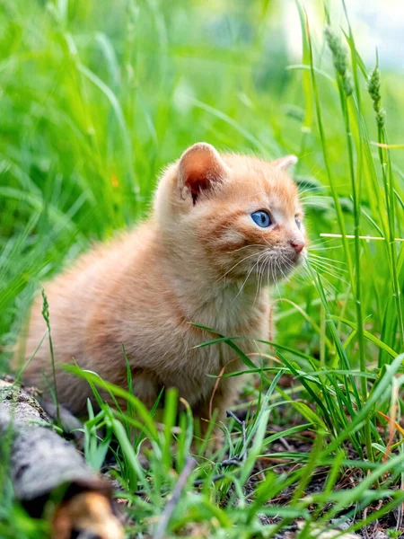 Cute redhead kitten in the garden among the green grass