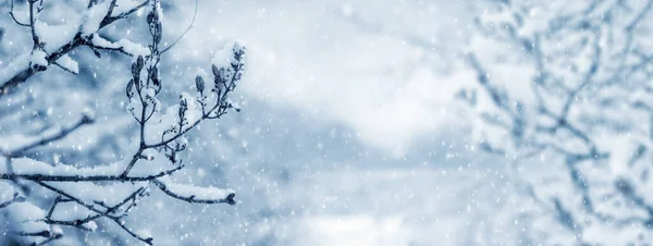 Snow Covered Tree Branch Forest Winter Snowfall Panorama — Fotografia de Stock