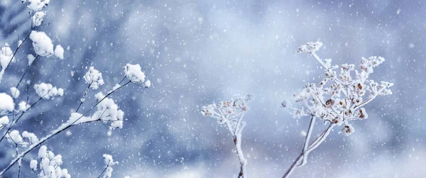 Зимний Вид Заснеженными Сухими Растениями Время Снегопада Рождественская Новогодняя Открытка — стоковое фото