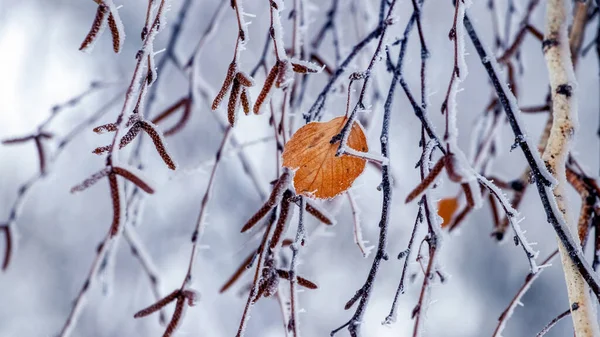 Birch Branches Covered Snow Frost Last Dry Leaf —  Fotos de Stock