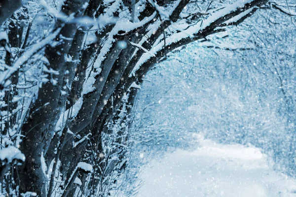 Зима Лесу Снег Покрыл Деревья Зимнем Лесу Время Снегопада Дорога — стоковое фото