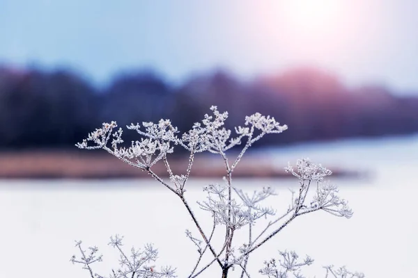 Frost Covered Dry Branch Plant River Sunset Winter View — Fotografia de Stock
