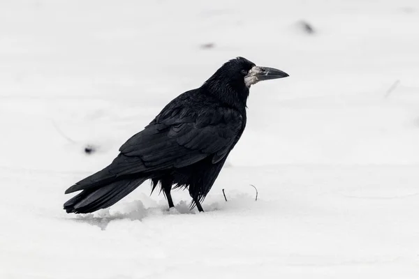 Black Crow Winter Park Snow — Stock Photo, Image