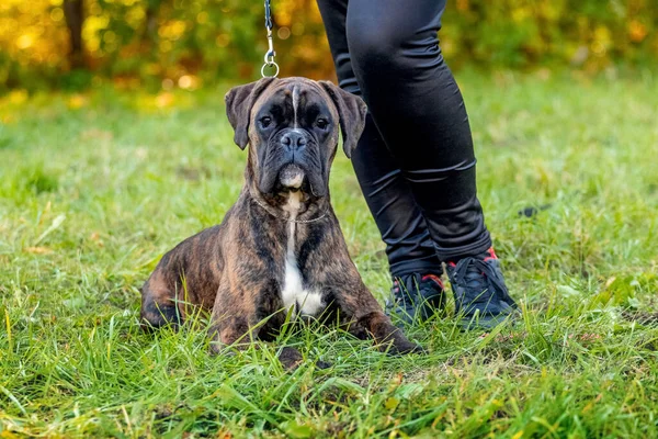 Big Dog Breed German Boxer Close Leash Mistress — Stockfoto