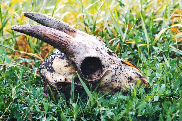 Goat skull in the forest on wet grass