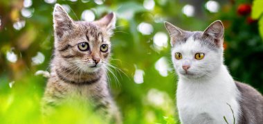 Two cats with different fur in the garden on a green background sit side by side and look carefully ahead