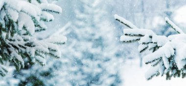 Winter view, Christmas card with snowy fir branches in the forest during snowfall