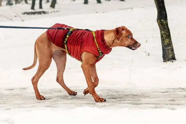 Ridgeback dog in warm clothes on a leash in the park in winter