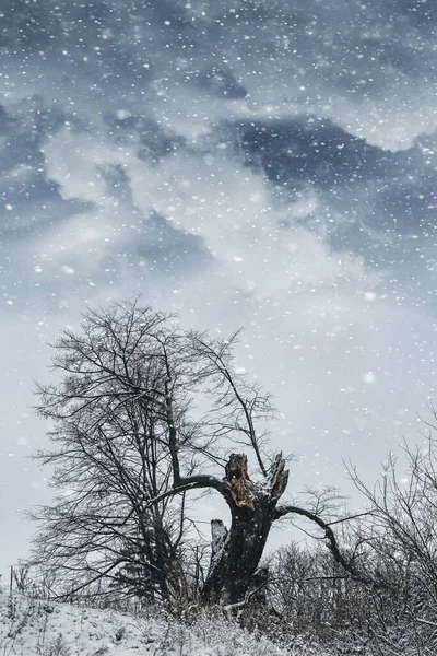 Winter Landscape Broken Lonely Tree Cloudy Sky Snowfall — Stock Fotó
