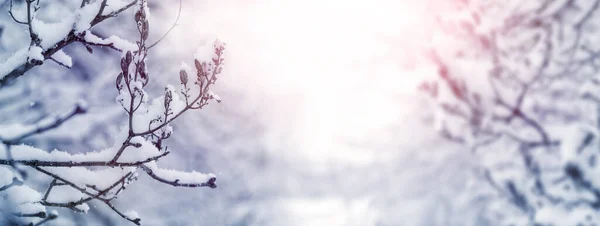 Snow Covered Tree Branches Winter Garden Morning Sunrise Winter Background — 스톡 사진