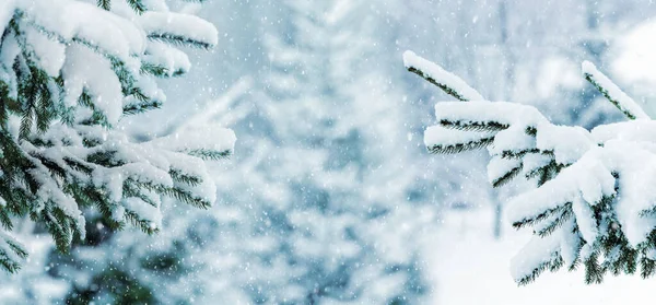 Winter View Christmas Card Snowy Fir Branches Forest Snowfall — Stock Fotó