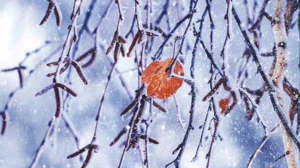 Birch Branches Covered Frost Snowfall Lonely Dry Leaf Birch Branch — Zdjęcie stockowe
