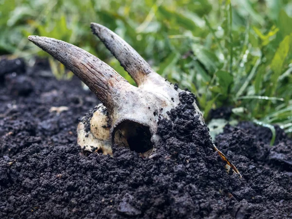 Goat Skull Horns Looks Out Ground — стоковое фото