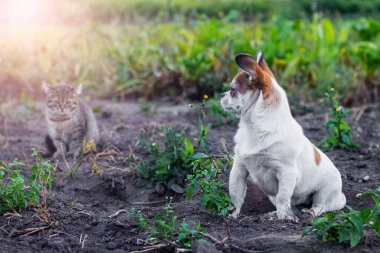 Bahçede küçük çizgili bir kedi yavrusunun yanında oturan küçük beyaz köpek. Köpek ve kedi arkadaştır.