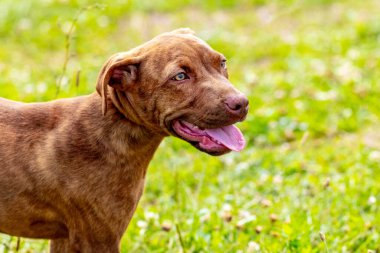 Amerikan Pitbull Terrier, arka planda saldırgan bir köpeğin yakın plan portresi.