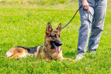 Güneşli bir havada parkta yürürken büyük, güzel bir çoban köpeği sahibinin ayağının dibinde çimlerin üzerinde oturur.