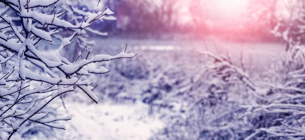 Winter Landscape Snow Covered Thickets Trees Bushes Sunrise Sunset — ストック写真