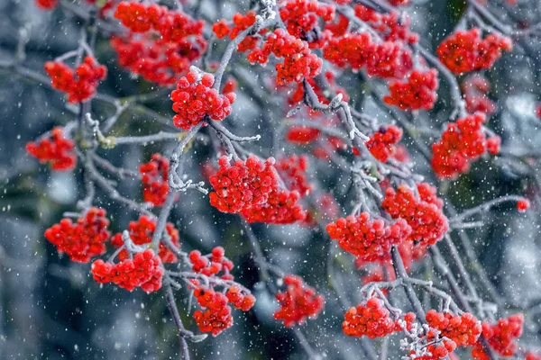 Red Bunches Mountain Ash Tree Snowfall — Stockfoto