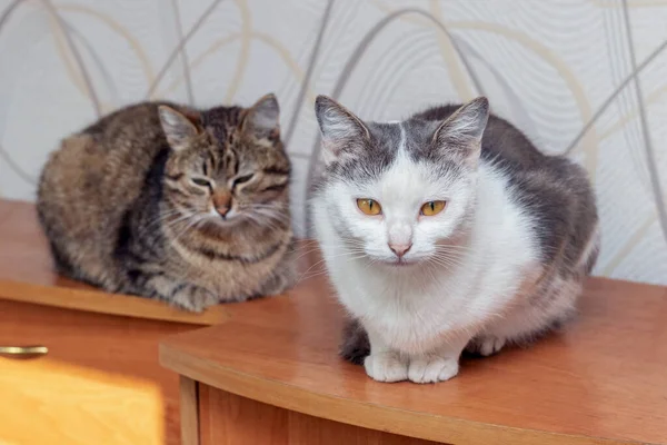 Две Кошки Сидят Комнате Комоде — стоковое фото