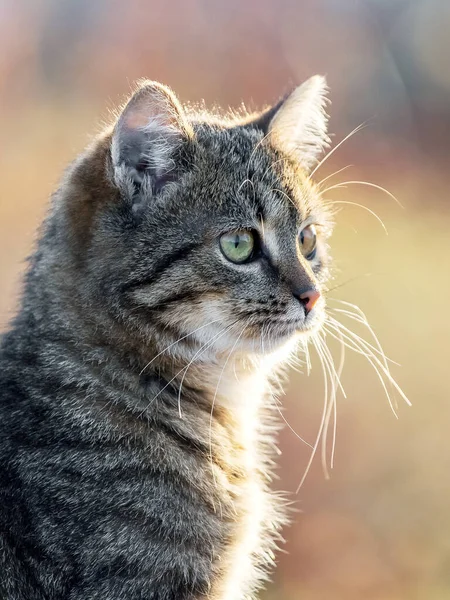 背景がぼやけて庭をよく見る若い縞模様の猫 — ストック写真