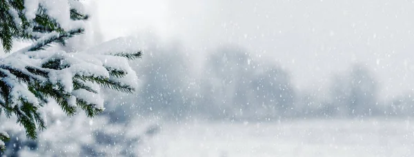 Зимний Фон Еловой Веткой Лесу Время Снегопада Копировальное Пространство — стоковое фото