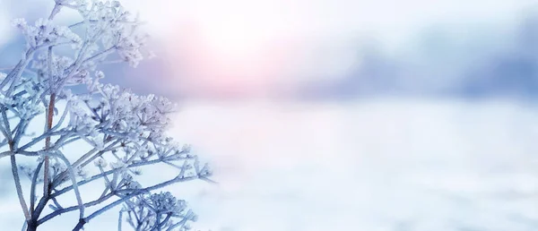 Замороженные Ветви Растений Зимой Утром Время Восхода Солнца Зимний Фон — стоковое фото