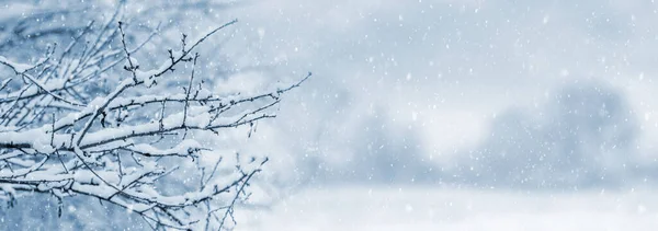 Ветви Деревьев Покрыты Снегом Зимнем Саду Время Снегопада Пространство Копирования — стоковое фото