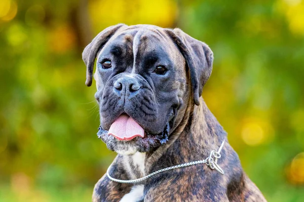 Dog German Boxer Open Mouth Close Blurred Background — Foto de Stock