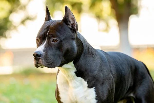 Porträtt Amstaff Dog American Staffordshire Terrier Närbild Utomhus — Stockfoto