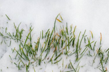 The green grass is covered with snow, the first snow at the beginning of winter