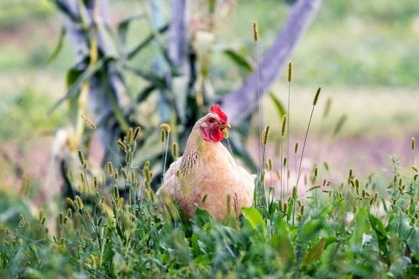 Csirke Világos Barna Tollakkal Kertben Farmon Közelében Tenyészcsirkék — Stock Fotó