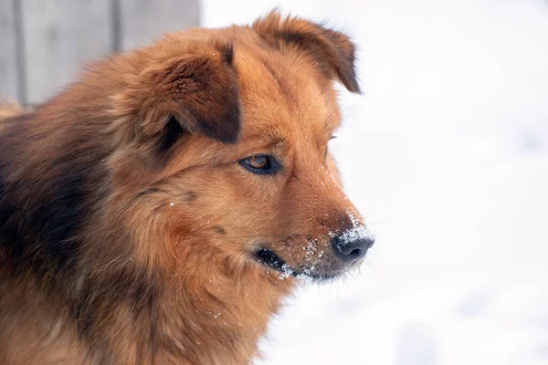 Big Brown Fluffy Dog Snow Covered Snout Dog Portrait Close — ストック写真