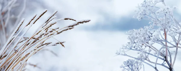Зимний Пейзаж Сухими Растениями Покрытыми Морозом Снегом Нежных Светло Голубых — стоковое фото