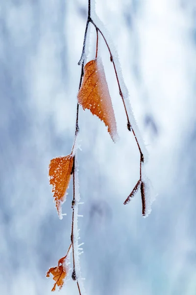 Frost Covered Birch Branch Dry Leaves Blurred Background — Photo