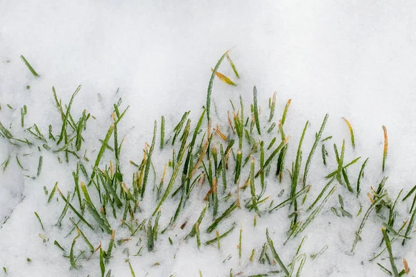 Green Grass Covered Snow First Snow Beginning Winter — Foto de Stock