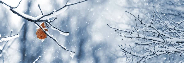 Χιονισμένα Κλαδιά Δέντρων Και Ξερά Φύλλα Κατά Διάρκεια Χιονιού Θολή — Φωτογραφία Αρχείου