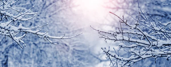 Snow Covered Tree Branches Winter Forest Morning Sunrise — Fotografia de Stock