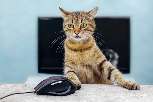 A big cat with a dignified look in the office near a computer and a computer mouse. The concept of working in the office