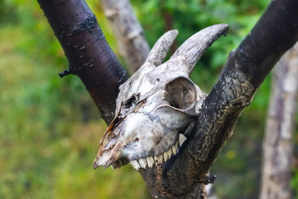 Goat Skull Tree Branch Garden — 图库照片