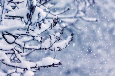 Snow covered tree branches during snowfall on blurred background. Snowfall in the garden