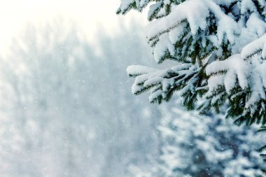 Snow-covered spruce branches in the forest during a blizzard. Christmas and New Year vie