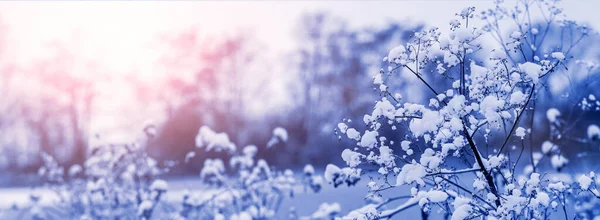 Winter Landscape Fluffy Snow Branches Plants Background Trees Sunset — Stock Photo, Image