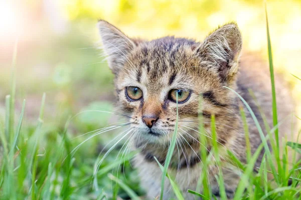 Small Tabby Kitten Attentive Look Sitting Garden Tall Grass — 图库照片