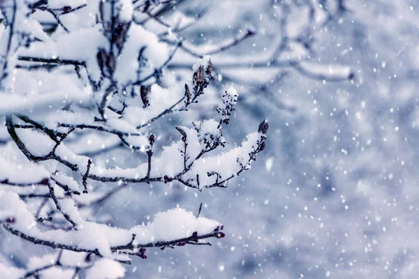 Ветви Заснеженных Деревьев Время Снегопада Размытом Фоне Снегопад Саду — стоковое фото