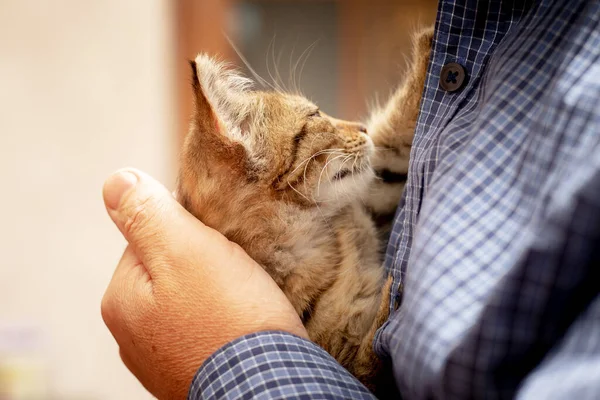 Man Houdt Een Klein Katje Zijn Armen Knuffelt Hem — Stockfoto